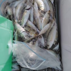 シーズン2回目の豆アジ釣り