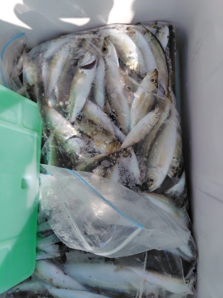 シーズン2回目の豆アジ釣り