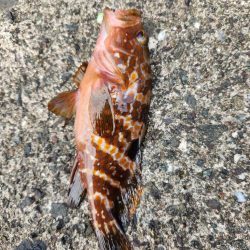 ロックフィッシュは面白い