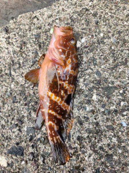 ロックフィッシュは面白い