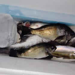 他魚種釣り