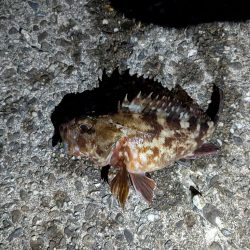 メバル、旅に出る