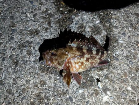 メバル、旅に出る