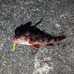 ハゼのちガシラ