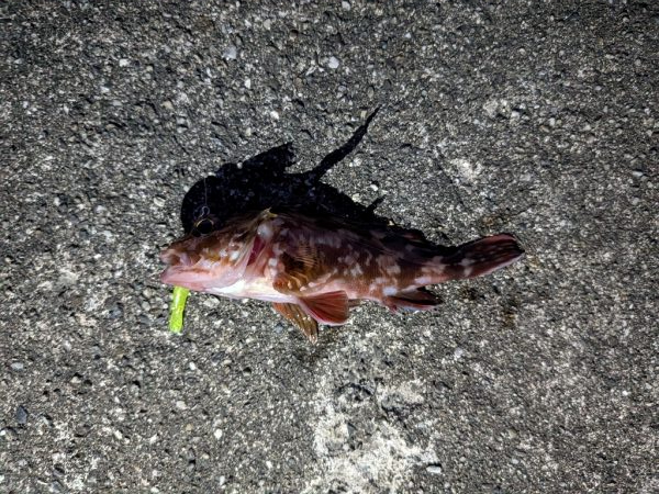 ハゼのちガシラ