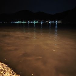 シーバス釣れないのでアジング