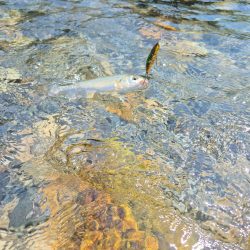 先週ヤマメアマゴ好調やったから川へ