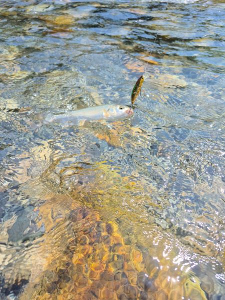 先週ヤマメアマゴ好調やったから川へ