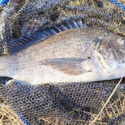 カマス、チヌ