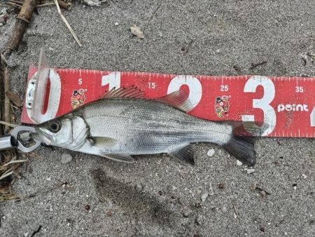 ヒラセイゴ釣れました!