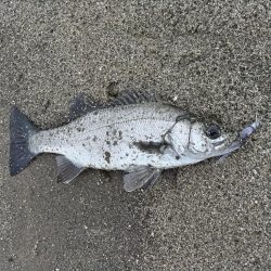 雨の中、ヒラセイゴをゲット！