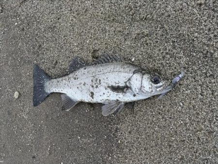雨の中、ヒラセイゴをゲット！