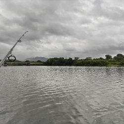マルスズキ（セイゴ）が釣れました。