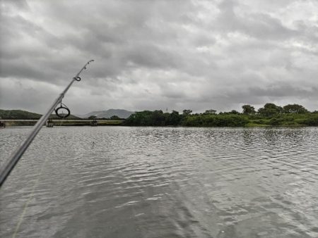 マルスズキ（セイゴ）が釣れました。