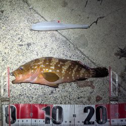 剣先ならず甲イカ