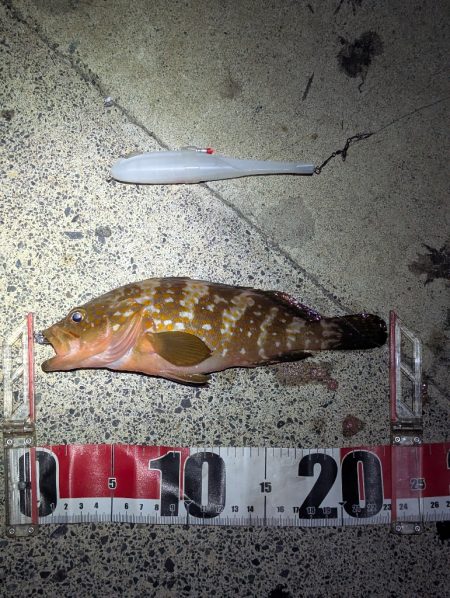 剣先ならず甲イカ