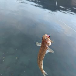 ショアお助けティップラン