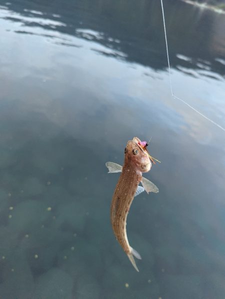 ショアお助けティップラン