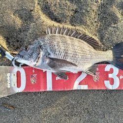 チヌとヒラセイゴが釣れました!