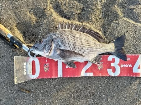 チヌとヒラセイゴが釣れました!