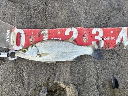 マゴチとヒラセイゴ釣れました!