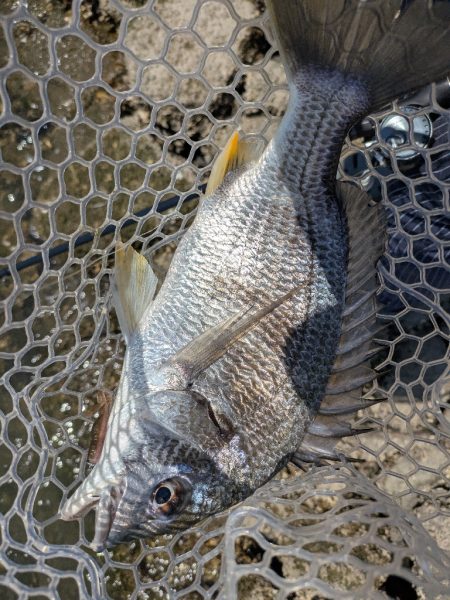 ちょい渋めの広島チニング