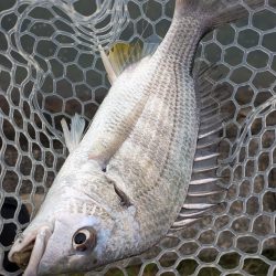 雨中広島チニング