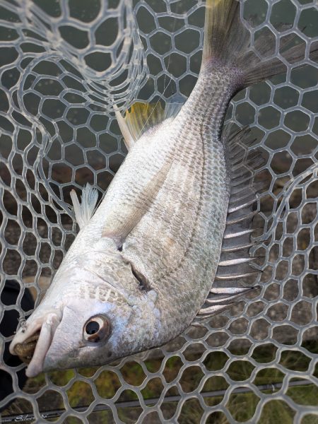 雨中広島チニング