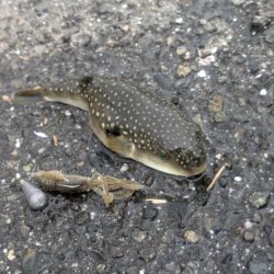 2代目23シルベ792入魂式チニング!