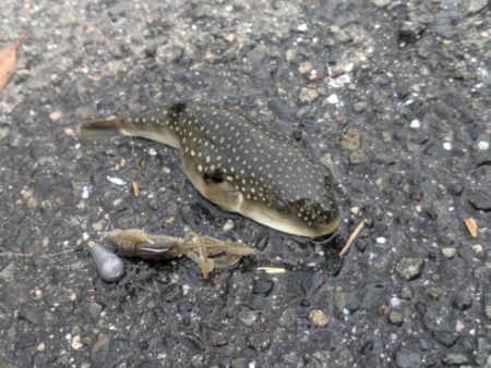 2代目23シルベ792入魂式チニング!