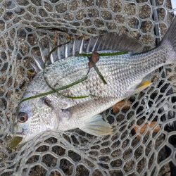 広島チニングツツ抜け達成！