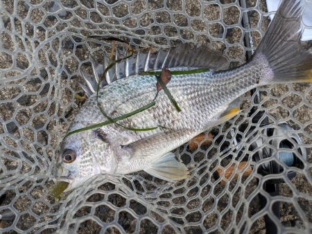 広島チニングツツ抜け達成！