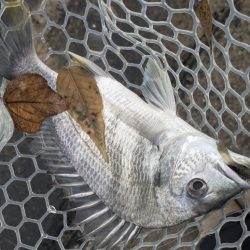 今日も渋々チニング