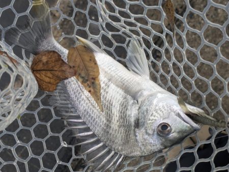 今日も渋々チニング