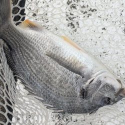 広島チニングツツツツ抜けの43枚！