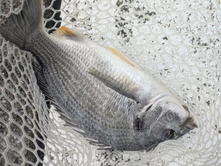 広島チニングツツツツ抜けの43枚！