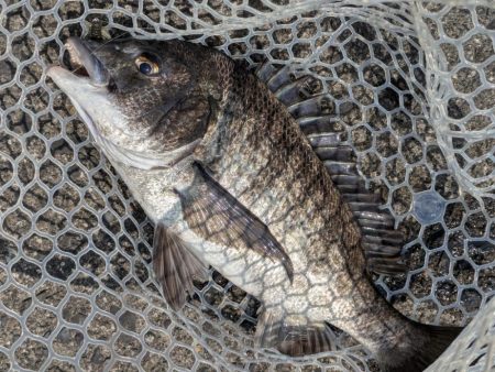 暑難広島チニング