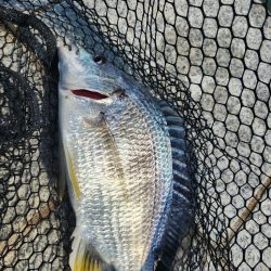 ツ抜け市内チニング