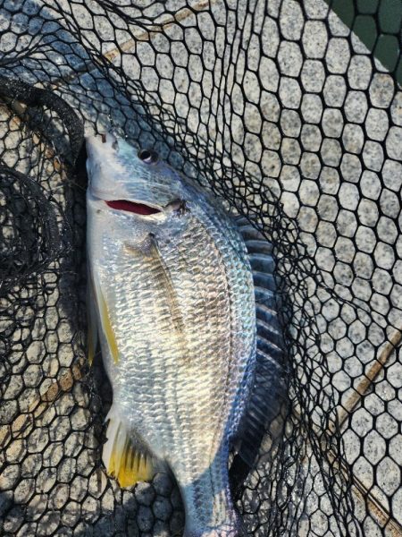 ツ抜け市内チニング