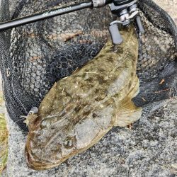 嬉しいチニングゲスト