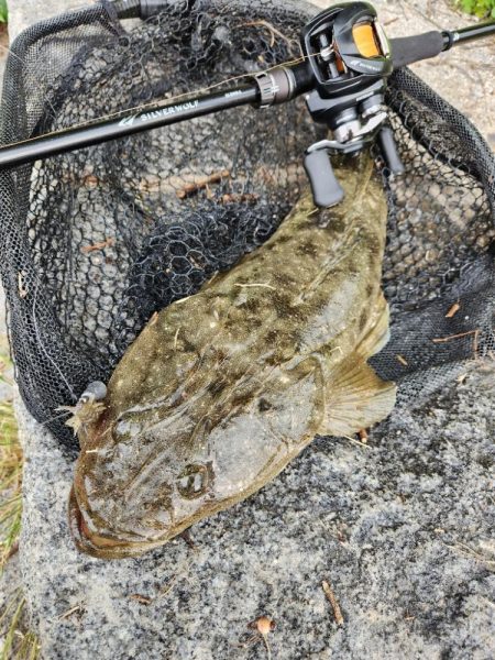 嬉しいチニングゲスト