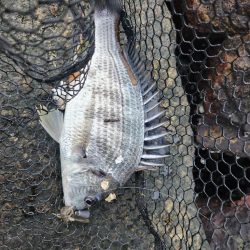 しごおわチニング