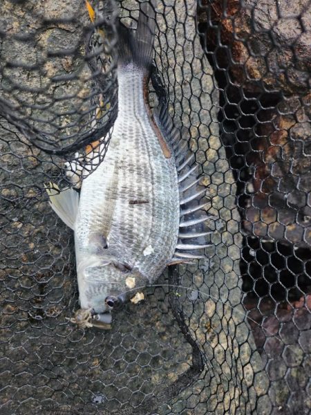 しごおわチニング