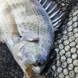 フワフワチニング