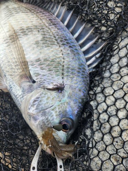 フワフワチニング