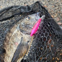 プラグチニング