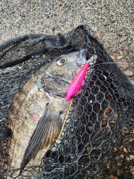 プラグチニング