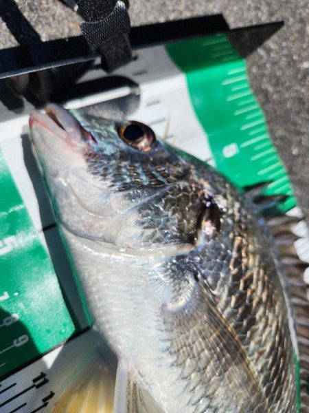 ボトム、プラグチニング