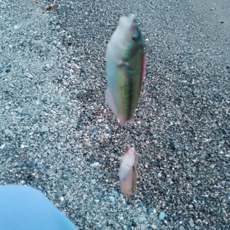 キスサイズ更新