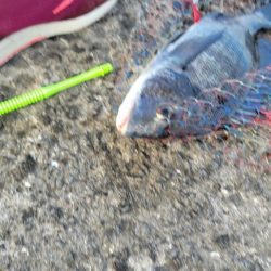 ホームでフカセ